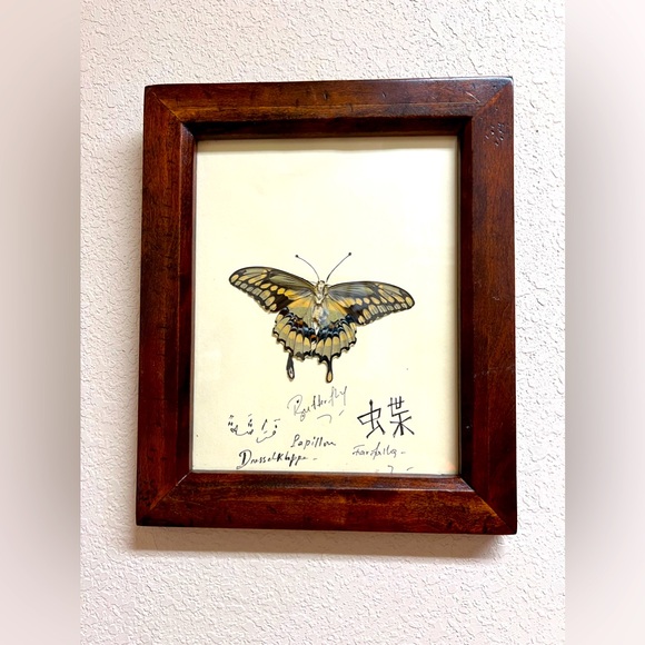 Real Butterfly - Picture 3 of 3